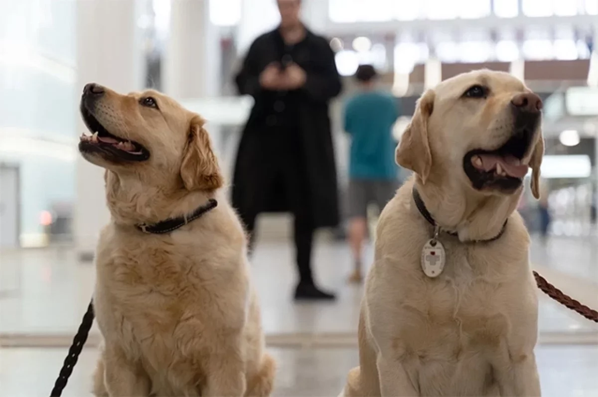 Пес ученый. Собаки-проводники показали свои умения в столичном метро