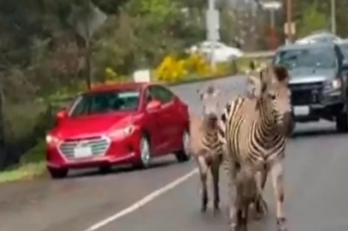 В Вашингтоне полицейские несколько часов преследовали сбежавших зебр