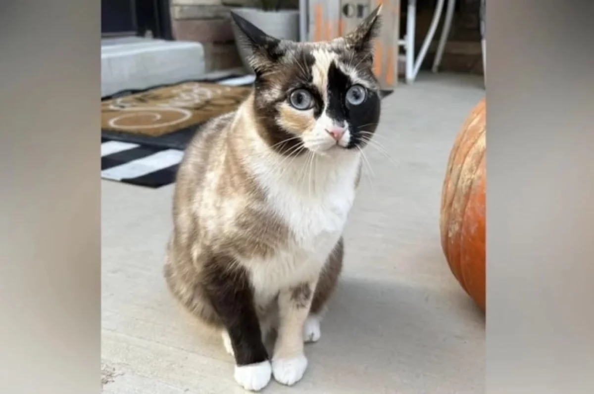 Семья из США вернула кошку, отправленную в посылке за сотни миль от дома
