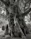 Кроухерст Тис, тисовое дерево на кладбище церкви Святого Георгия в Кроухерсте, Англия.
