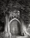 Ворота Мориа - стражи Сент-Эдвардса. Англия. Эти два тиса, посаженные где-то в 18 веке, вероятно, сохранились после знаменитой официальной аллеи, которая вела к дверям церкви.