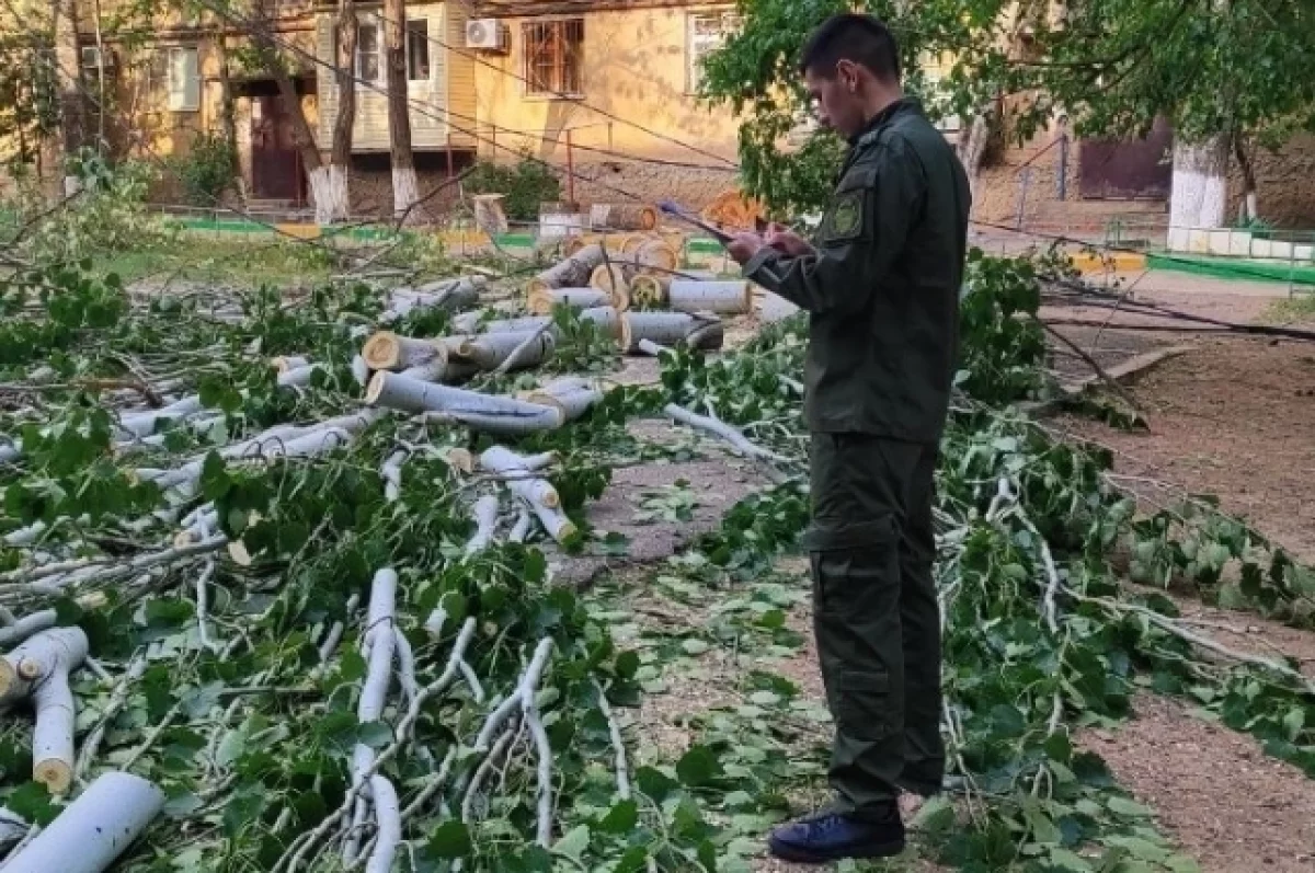 В Астрахани дерево придавило 7-летнюю девочку | АиФ Астрахань