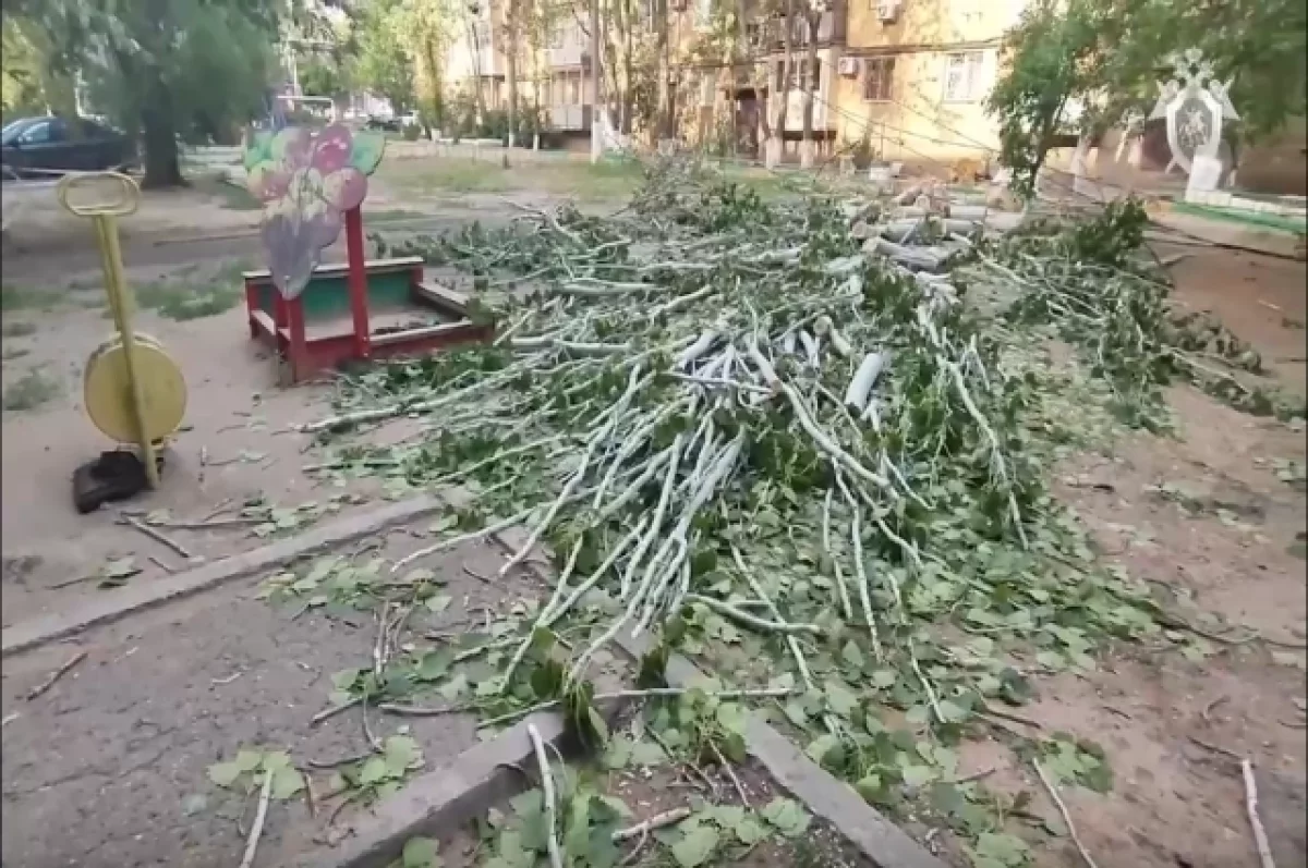 За убившее девочку дерево в Астрахани ответит управляющая компания | АиФ  Астрахань