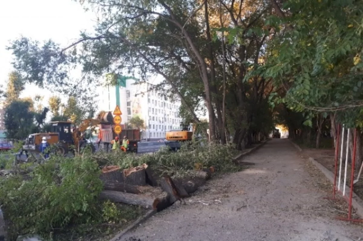 Жители Петрозаводска заинтересовались массовой вырубкой деревьев в парке
