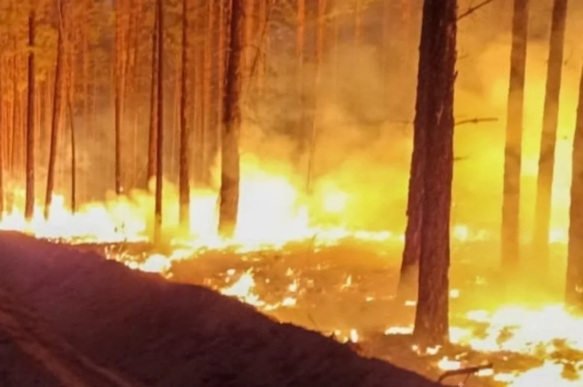 В Херсонской области из-за обстрелов ВСУ начались лесные пожары