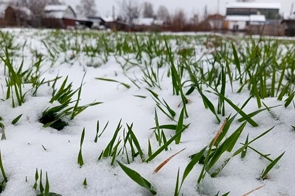Жители Алтая в соцсетях делились фото и видео первомайского снега