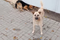 В Оренбурге ищут подрядчика для отлова бездомных собак