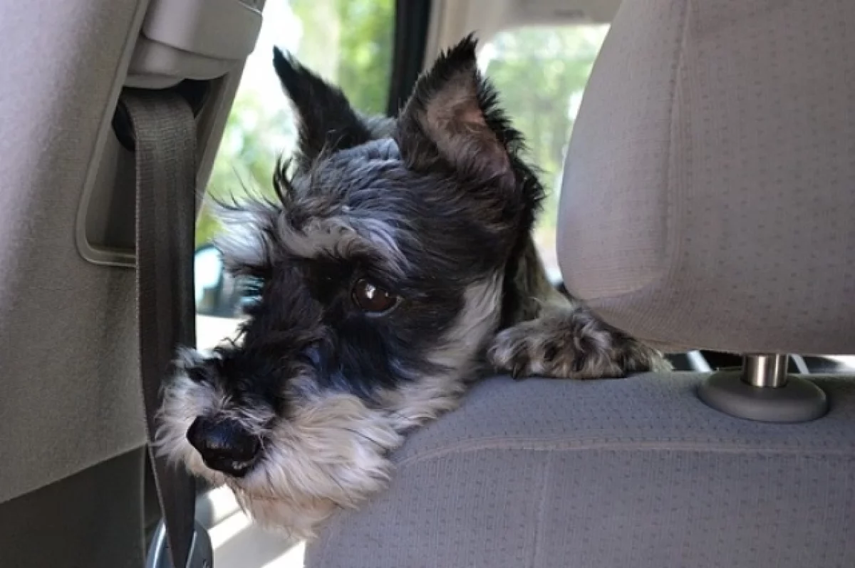 Доктор Руденко: собаки могут получить тепловой удар в машине за минуты