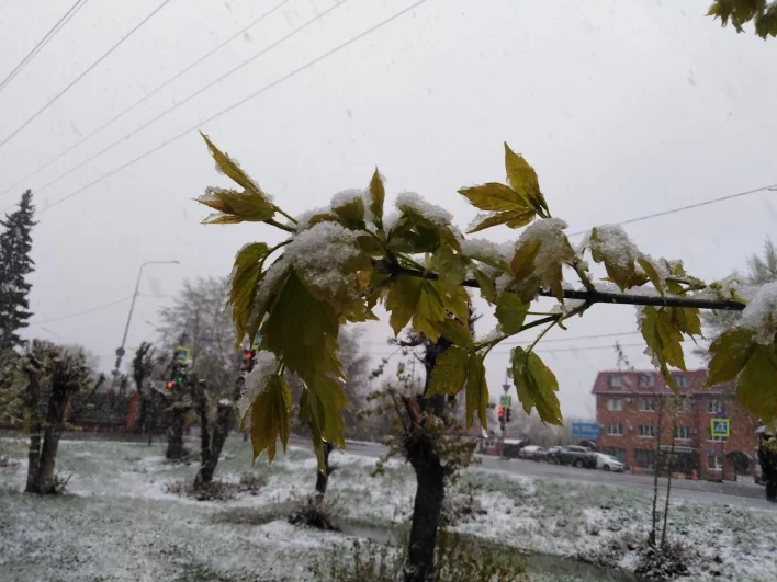 Снег на деревьях. Снегопад в Тюмени 3 мая 2024 года.