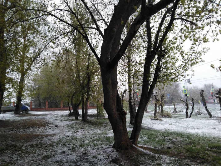 Снег в парке на зеленой траве. Снегопад в Тюмени 3 мая 2024 года.