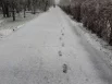 Чьи-то следы на снегу. Снегопад в Тюмени 3 мая 2024 года.