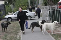 12 млн в Орске выделили на отлов бродячих собак