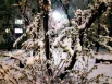 Деревья уже все в снегу. Снегопад в Тюмени 3 мая 2024 года.