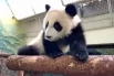 Ежедневные радости панды Катюши2