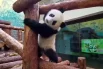 Ежедневные радости панды Катюши4