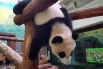 Ежедневные радости панды Катюши3