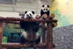 Ежедневные радости панды Катюши0