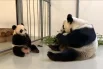 Ежедневные радости панды Катюши5