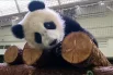 Ежедневные радости панды Катюши12
