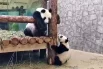 Ежедневные радости панды Катюши10