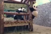 Ежедневные радости панды Катюши8