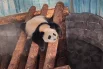 Ежедневные радости панды Катюши1