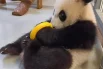 Ежедневные радости панды Катюши11