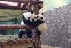Ежедневные радости панды Катюши9