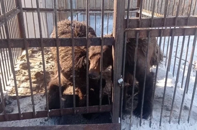 Медведи входят в перечь животных, запрещённых к содержанию, по постановлению правительства РФ. 