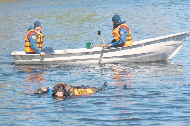 Собаки и спасатели круглогодично тренируются, чтобы в купальный сезон сработать на отлично. 