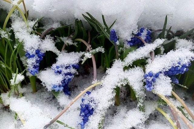 В Кировской области пройдёт небольшой мокрый снег и дождь со снегом