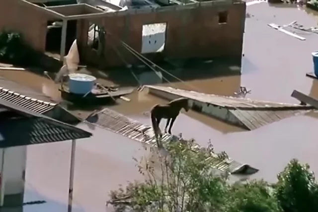 Спасение животных после наводнения в Бразилии