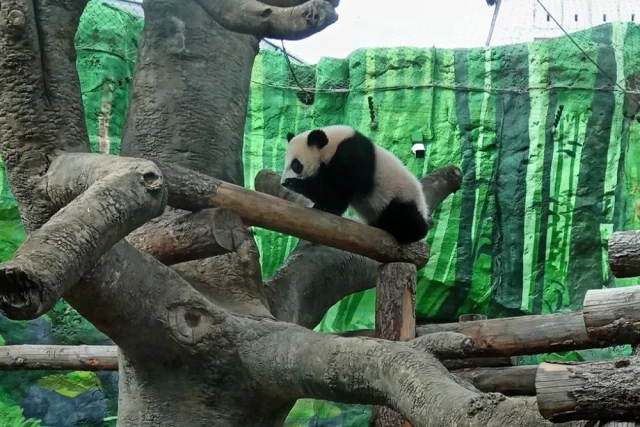 Приключения панды Катюши в уличном вольере