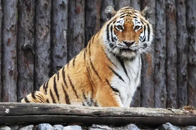 Раненная амурская тигрица обрела новый дом