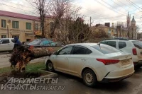 Зимой на машины свалилось дерево на благоустроенной улице Дзержинского в Ставрополе.