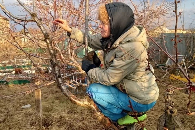 У деревьев на возвышенности больше шансов уцелеть, чем у тех, что в низине, - там холоднее.