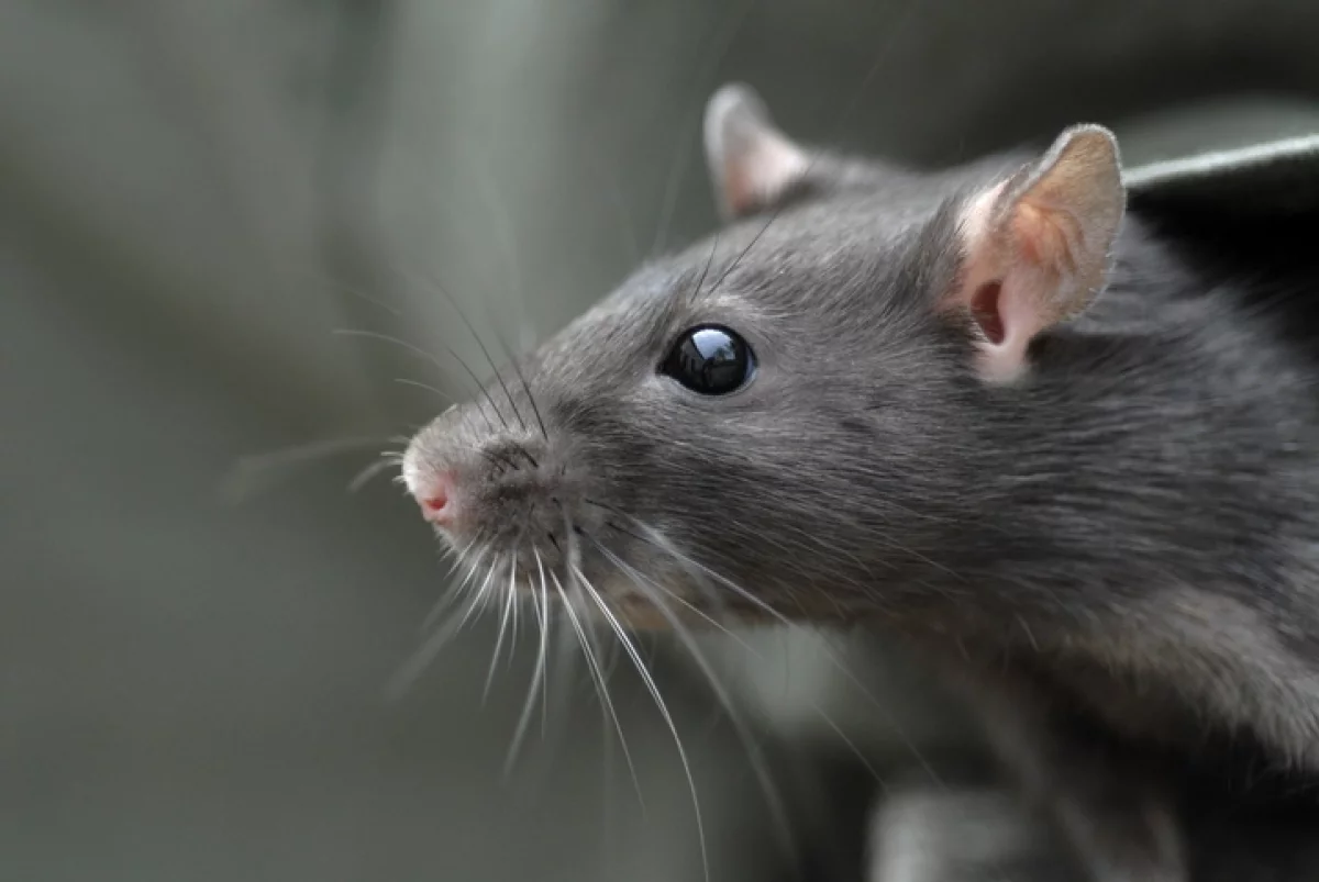 Крысиная угроза. Биолог объяснила, кто может заболеть новым видом гепатита