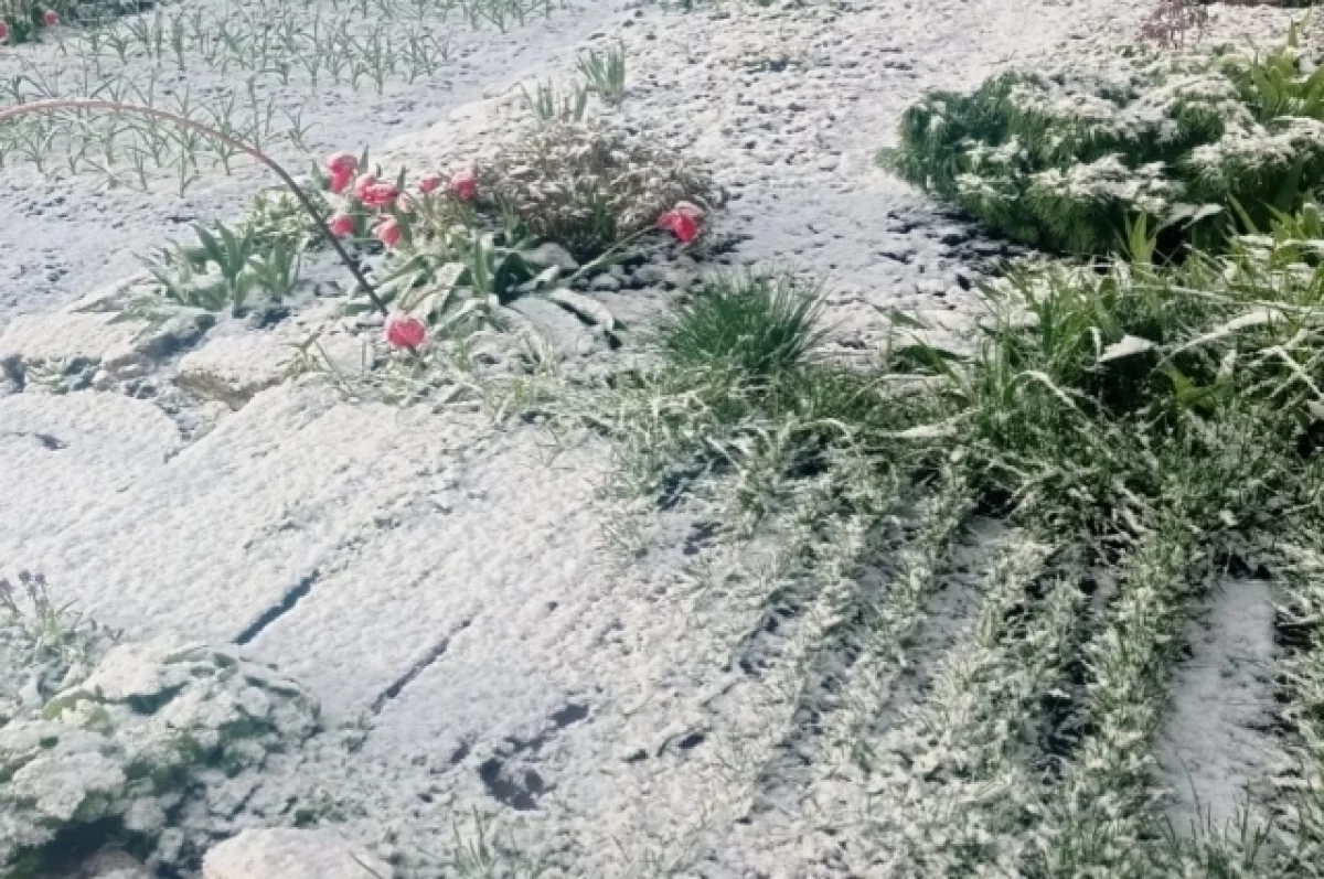 Садовод Воронова рассказала, как спасти растения после майских заморозков