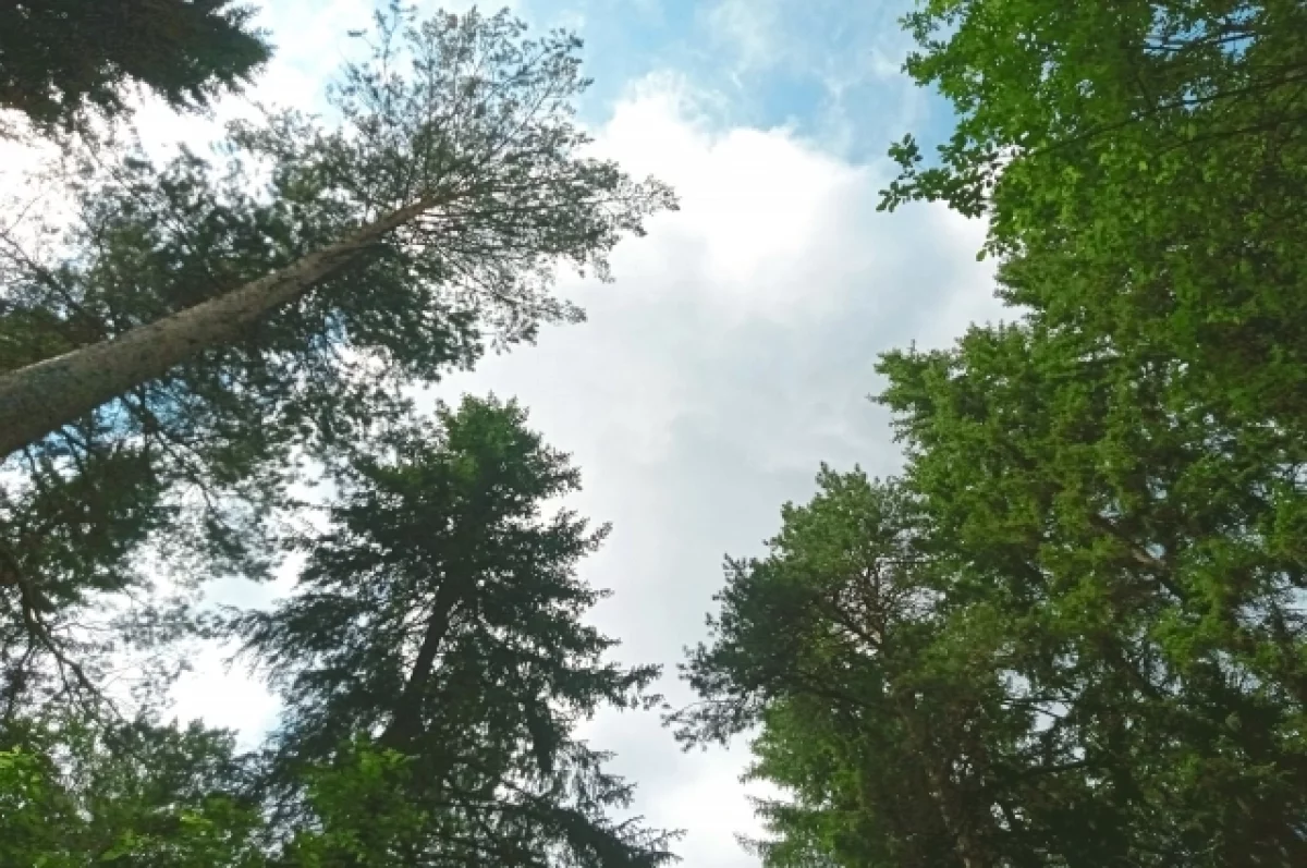 Россия вошла в тройку мировых лидеров по восстановлению леса
