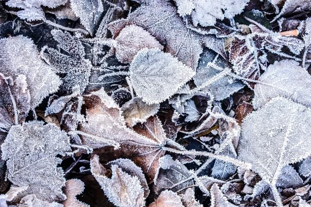 В Кировской области снова ожидаются заморозки