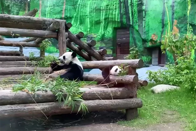Будни панды Катюши в Московском зоопарке