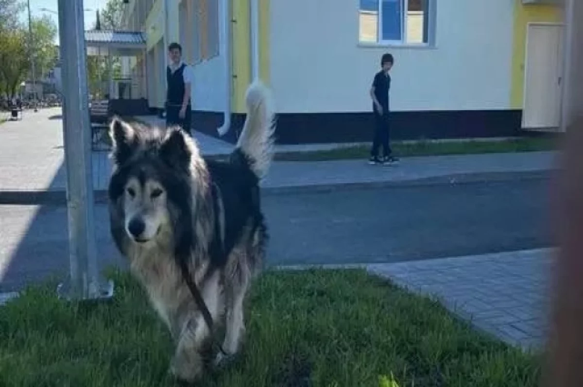 В Тюменской области ищут дом собаке, чей хозяин погиб на СВО | АиФ Тюмень