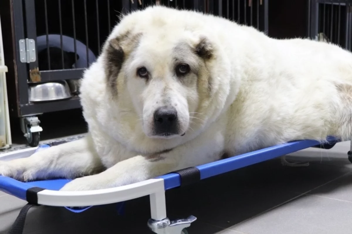 Знаменитый нижегородский пес Кругетс, весивший центнер, похудел вдвое