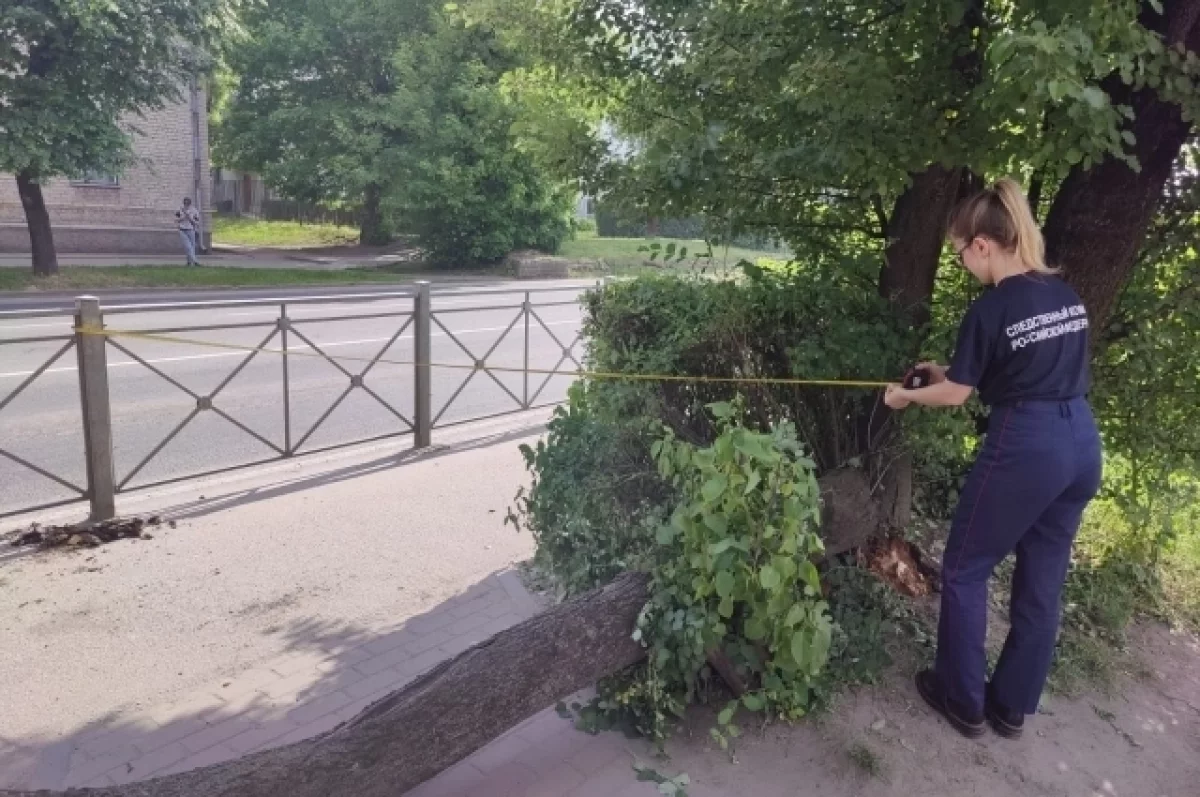 СК: под Калининградом дерево упало на 2-летнего ребенка