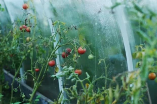 «Ведомости»: садоводов обяжут начать осваивать участки в течение трех лет
