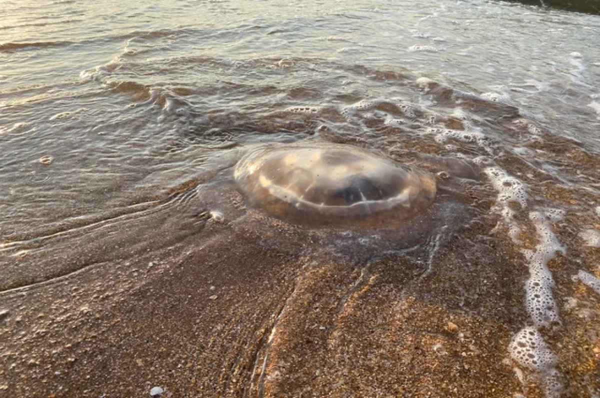 У берегов Анапы образовался «кисель» из медуз