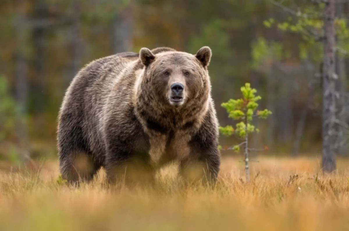 Жительница Колымы отогнала медведя палкой