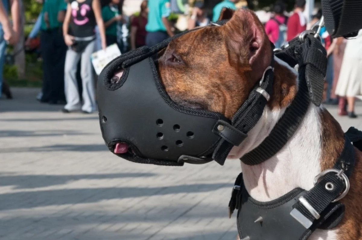 В ГД предложили штрафовать хозяев за выгул опасных собак без намордника