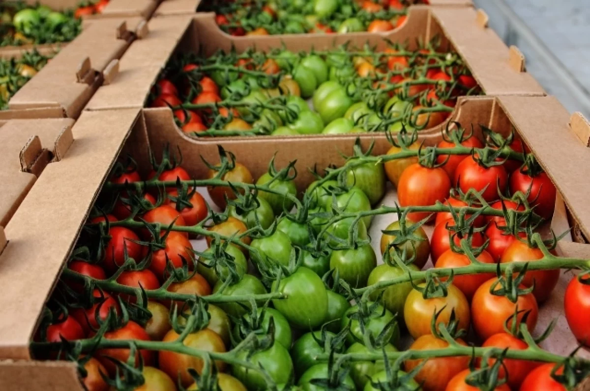 В России снизились цены на помидоры и огурцы