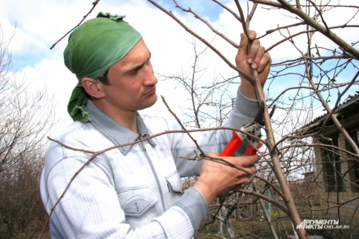 Барнаульцы обеспокоены помеченными деревьями в центре города